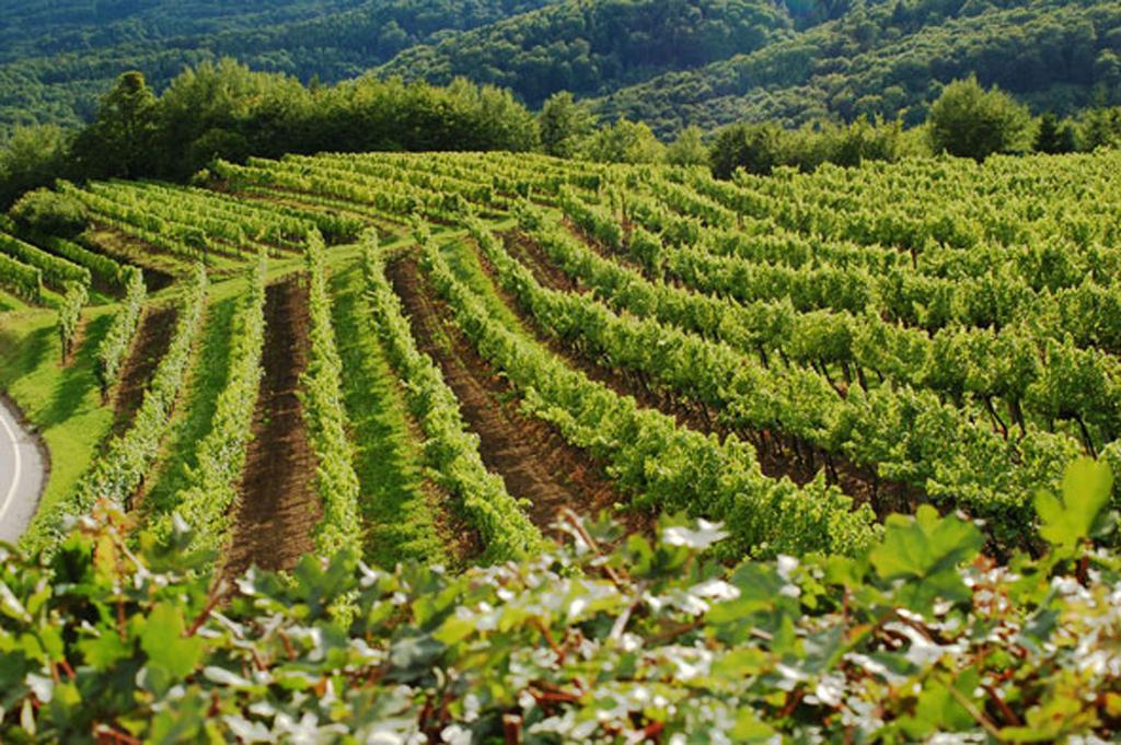 Landhaus Wachau Aggsbach Екстер'єр фото
